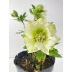 クリスマスローズ 開花苗 143 パピエブランシュ