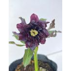 クリスマスローズ 開花苗 147 パリエッタ