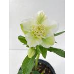 クリスマスローズ 開花苗 155 メロンパルフェ