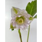 クリスマスローズ 開花苗 161 サクラダブル