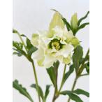 クリスマスローズ 開花苗 165 パピエブランシュ