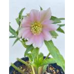 ショッピングクリスマスローズ クリスマスローズ 開花苗 168 パピエ