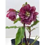 ショッピングクリスマスローズ クリスマスローズ 開花苗 177 ペオニーレッド