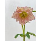 ショッピングクリスマスローズ クリスマスローズ 開花苗 179 アプリコットダブル