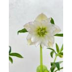 クリスマスローズ 開花苗 185 紫式部