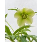 クリスマスローズ 開花苗 186 リグリクス交配