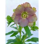 クリスマスローズ 開花苗 236 パピエアンティーク