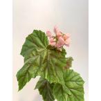 ベゴニア　木立性　マジックカーペット　Magic Carpet B2LM