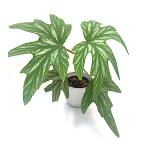 ベゴニア 木立性 原種　アコニティフォリア　B.aconitifolia D2M