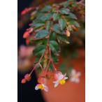 ベゴニア 木立性 原種 フォリオーサ(叢生型・日陰向き) B.foliosa B2RM