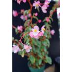  бегония дерево ... вид k Ben sisB.cubensis D2M