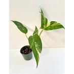 エピプレムナム　ピナツム　” Epipremnum Pinnatum Variegata 