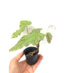 ベゴニア 根茎性 原種   フォルモサーナ　Begonia formosan…