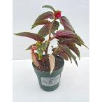 木立性ベゴニア　ジニー銀河　06　Begonia Ginny Galaxy