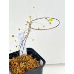  еда насекомое растения луковица doro Sera m- Ray moorei 1375 [2]20% off!