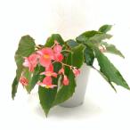  бегония дерево .. mother ztei( цветок .. оригинал товар вид ) Mother's Day A2M