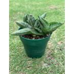 サンセベリアボンセレンシススーパー...