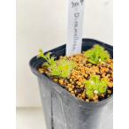 食虫植物球根ドロセララメロサram...