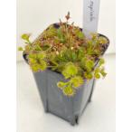  еда насекомое растения луковица doro Sera ru pico larupicola 17106 [1]20% off!
