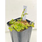 食虫植物球根ドロセラルピコラrup...