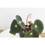 ベゴニア 根茎性 原種　 コロンビア　Colombia sp. B2RB