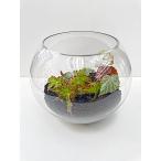 ショッピングテラリウム ベゴニア　テラリウム　ステンドグラス/ミラージュ