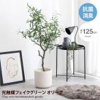 Nature ナチュレ 観葉植物 オリーブ 