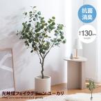 Nature ナチュレ 観葉植物 ユーカリ 