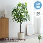 Nature ナチュレ 観葉植物 パキラ フ