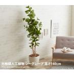 観葉植物シーグレープseagrap...