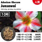 アデニウムオベスムジュンサワイ人気...