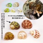 キラキラ貝殻入り ヤドカリ引越用貝殻 S-Mセット5個セット(殻口13〜22mm)