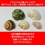  Kirakira раковина ввод! рак-отшельник .. для раковина S-M5 шт. комплект (.. примерно 1.5~2.1cm)[ бесплатная доставка по всей стране ]