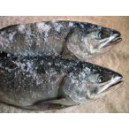 北海道産　熟成 新巻鮭 １．５Kg前後（１本物）