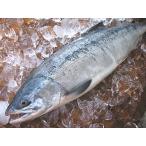 ショッピング白 【原産地からの直送】　鮮度抜群！　鮮秋鮭（メス） ２．５Kg前後（１本物）