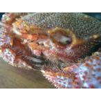 No303 極上毛がに １尾 ５００ｇ前後 【大サイズ】　冷蔵品　【活毛ガニ】活きたまま配送！【浜茹 ...