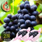  виноград nagano лиловый 2.( примерно 600g) виноград Nagano префектура производство фрукты ( надеты день указание не возможно ) подарок по случаю конца года 