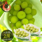  автомобиль in мускат 2.( примерно 660g~800g) виноград Yamanashi префектура производство ( надеты день указание не возможно ) подарок по случаю конца года 