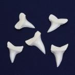 アオザメの歯（Sサイズ）奥歯　Shortfin mako shark　tooth　サメの歯1個　約1.5〜2.0cm