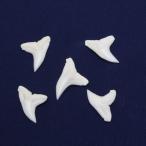 ヨシキリザメの歯　上歯　Blue shark tooth　サメの歯1個　約1.5cm