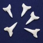 ガンジスメジロザメの歯　下歯　Spear tooth shark　サメの歯1個　約2.0cm