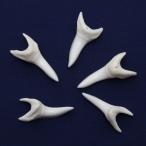 アオザメの歯（Mサイズ）前歯　Shortfin mako shark　tooth　サメの歯1個　約3.0〜3.5cm