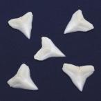 オオメジロザメの歯（Sサイズ）上歯　Bull Shark tooth　サメの歯1個　約0.8〜1.0cm