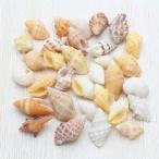 Yahoo! Yahoo!ショッピング(ヤフー ショッピング)ビーチシェル 貝殻 ブライダル　ウェルカムボード　フォトフレーム　パーツ　詰め合わせ50g