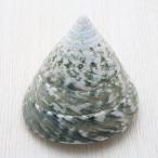 Yahoo! Yahoo!ショッピング(ヤフー ショッピング)ギンタカハマ（緑）　貝殻　ブライダル　ウェルカムボード　フォトフレーム　パーツ 約5〜6cm