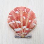 ヒオウギガイ両面　貝殻　インテリア 約4〜4.5cm