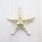 Yahoo! Yahoo!ショッピング(ヤフー ショッピング)コブヒトデS（スターフィッシュ）ブライダル　ウェルカムボード　パーツ　貝殻　約8〜10cm