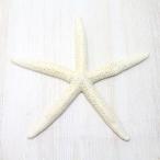 Yahoo! Yahoo!ショッピング(ヤフー ショッピング)アオヒトデL（スターフィッシュ）ブライダル　ウェルカムボード　パーツ　貝殻　約19〜21cm