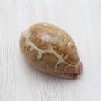 ハラダカラガイ　貝殻　約7〜9cm