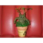  kai zok saw ko* man do Ray k*59 номер * кукла * фигурка * Monstar * man Drago la* Halloween * Harry Potter * украшение * искусство * растения * человек поверхность .*UMA